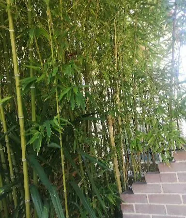 Bamboo Gardens Ferienhaus Nea Iraklia