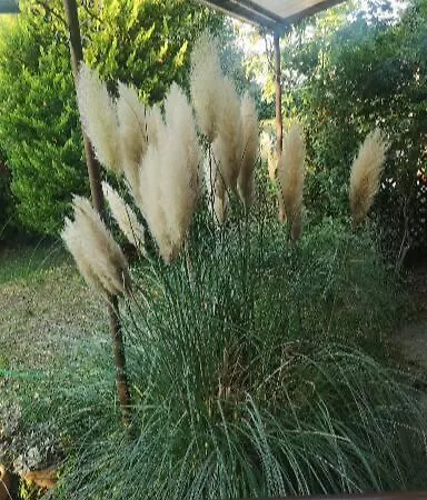 Bamboo Gardens *