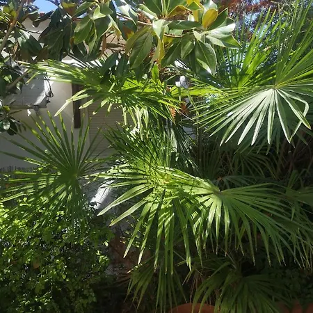 Bamboo Gardens Ferienhaus *