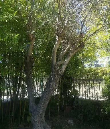 Bamboo Gardens *