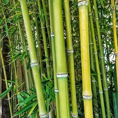 Bamboo Gardens Ferienhaus